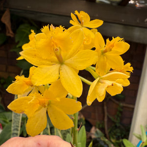 Epidendrum ‘Topaz Butterball’
