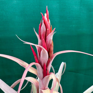 Tillandsia - Betty Bo Peep NEW