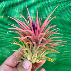 Tillandsia - ionantha ‘Ron’ (Asian Form)