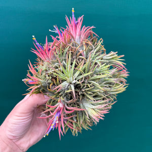 Tillandsia ionantha ‘BOE1593’ NEW