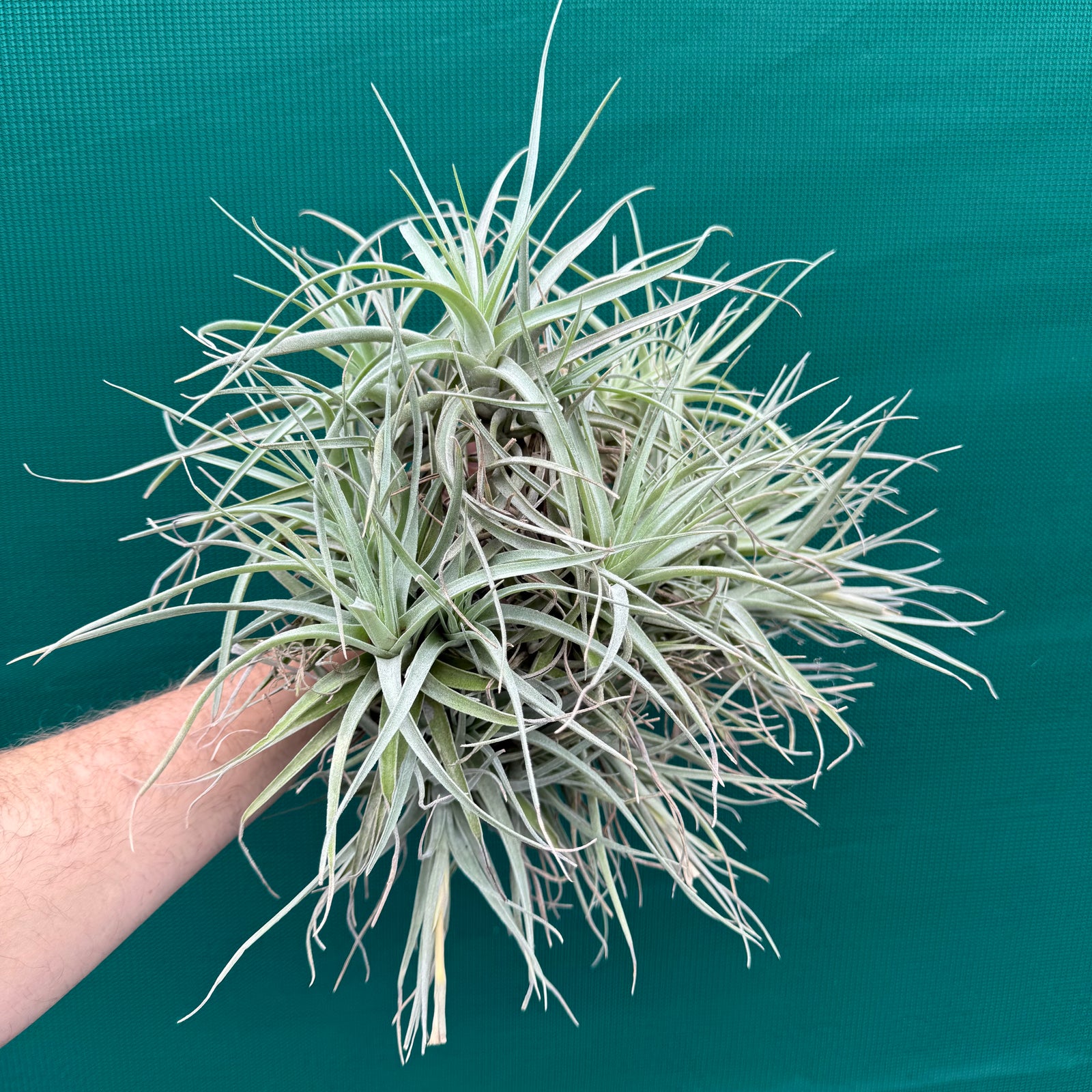 Tillandsia Leon (Mature Clump) NEW