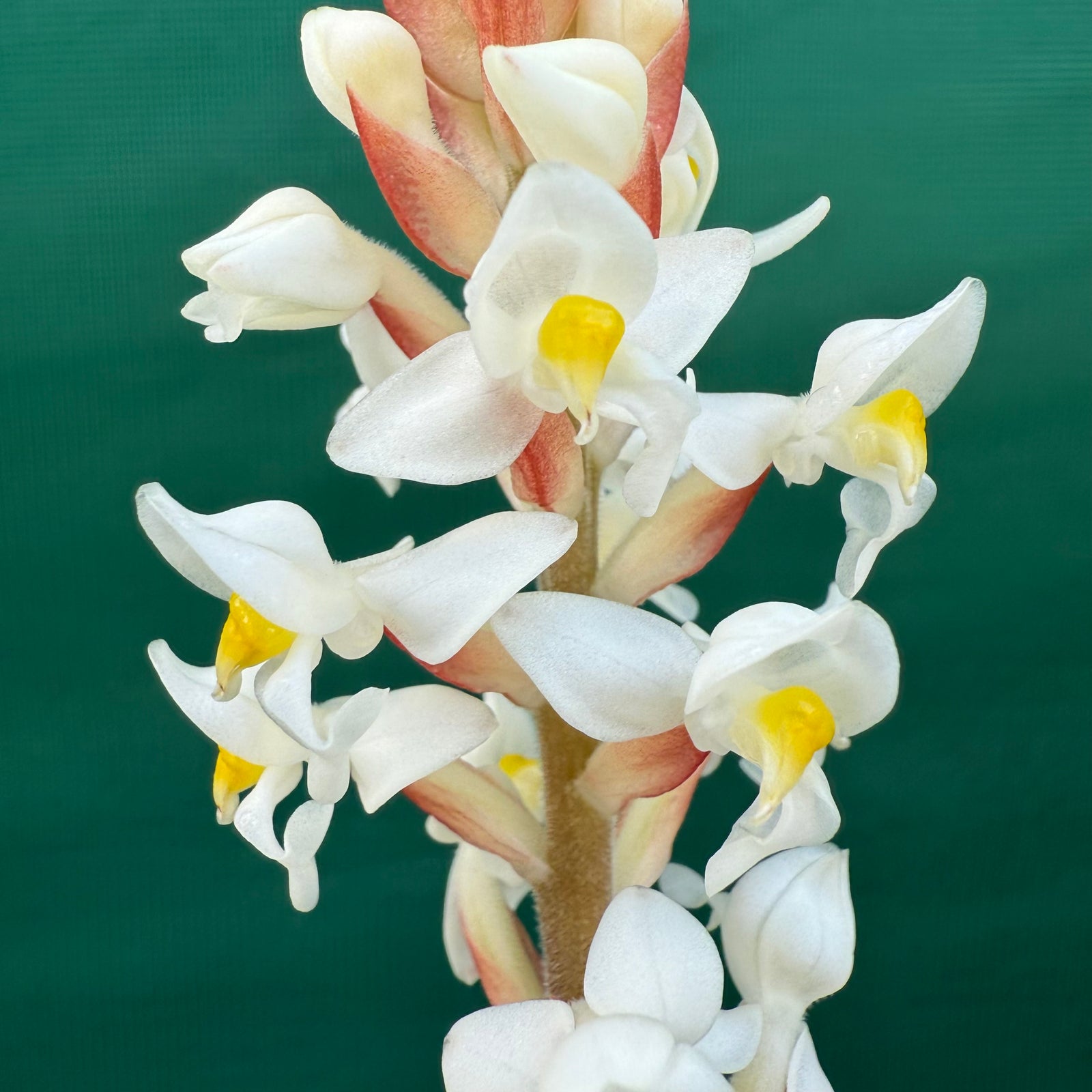 Jewel Orchid - Ludisia discolor