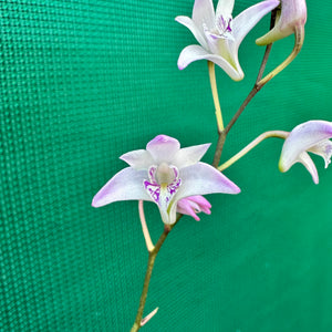 Orchid - Dendrobium kingianum