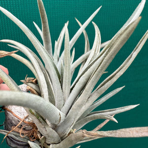 Tillandsia - esseriana ‘Grey Green’ ex. PT NEW