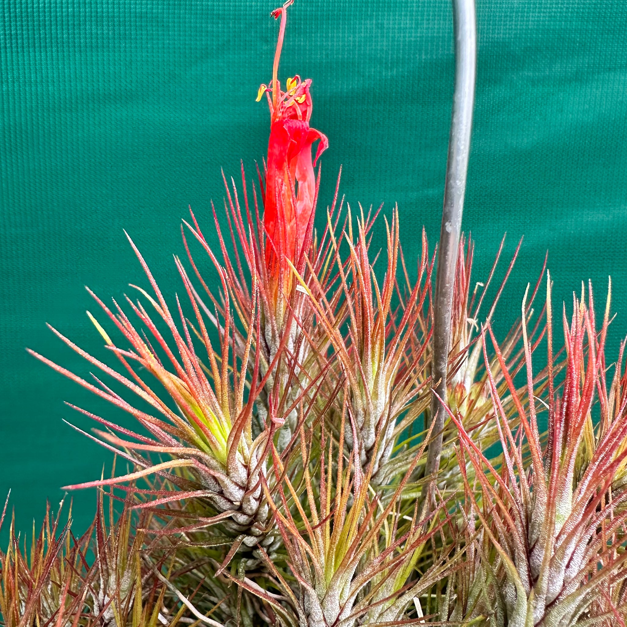 air plant with red flower Tillandsia - funckiana 'Red Upright' ex. BD