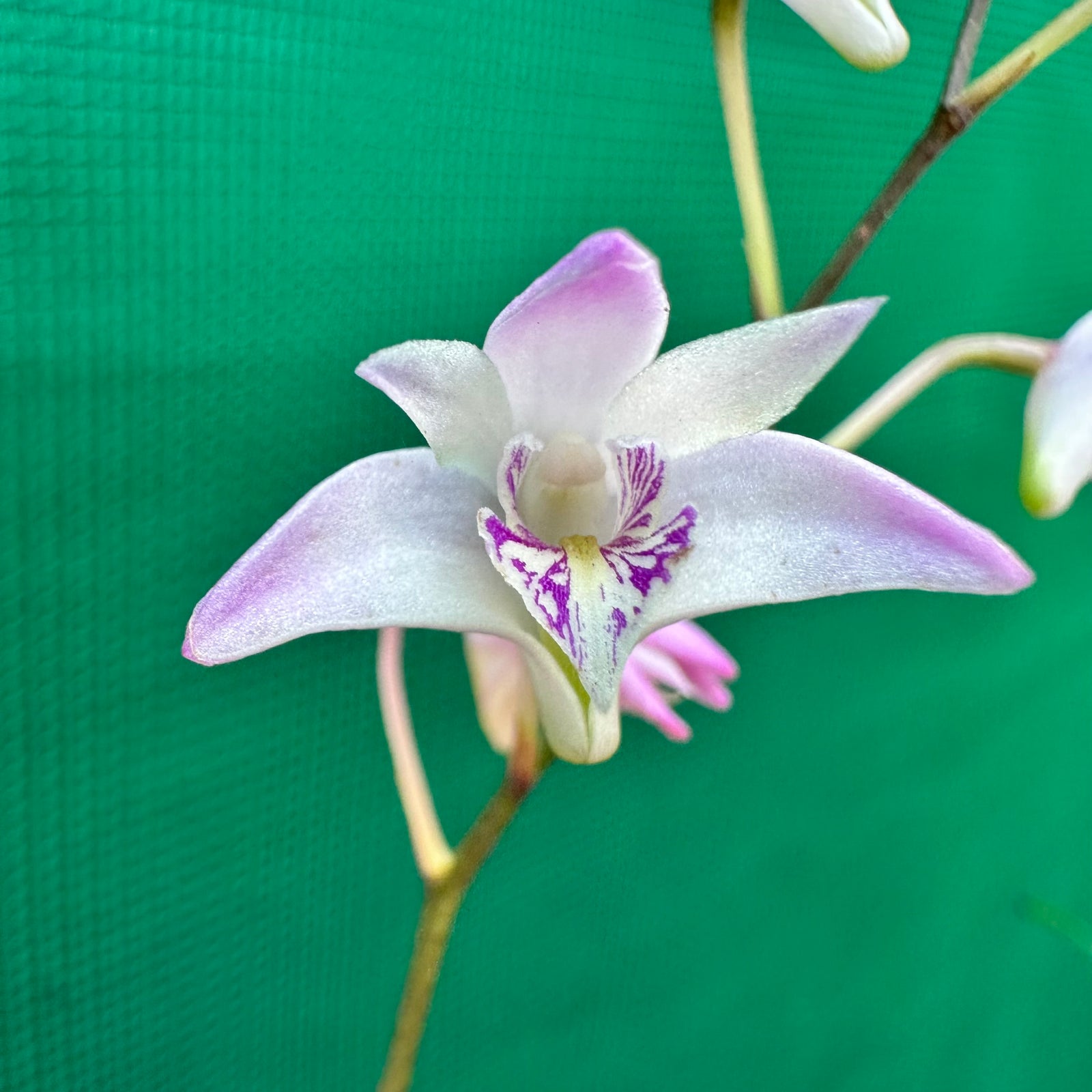 Orchid - Dendrobium kingianum