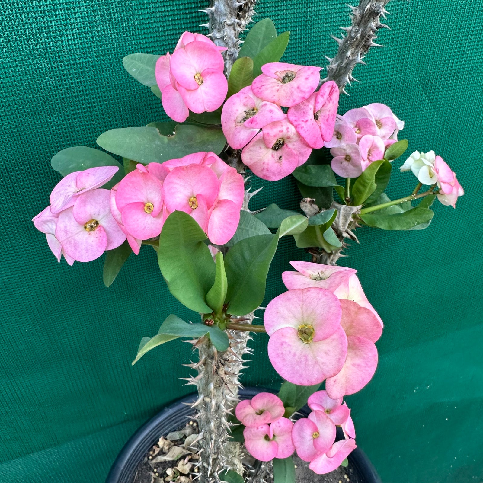 Poysean - Euphorbia milii P022