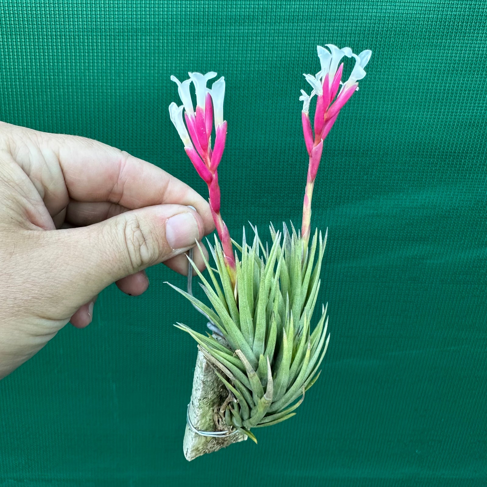 Tillandsia - Dennis ex. RFI