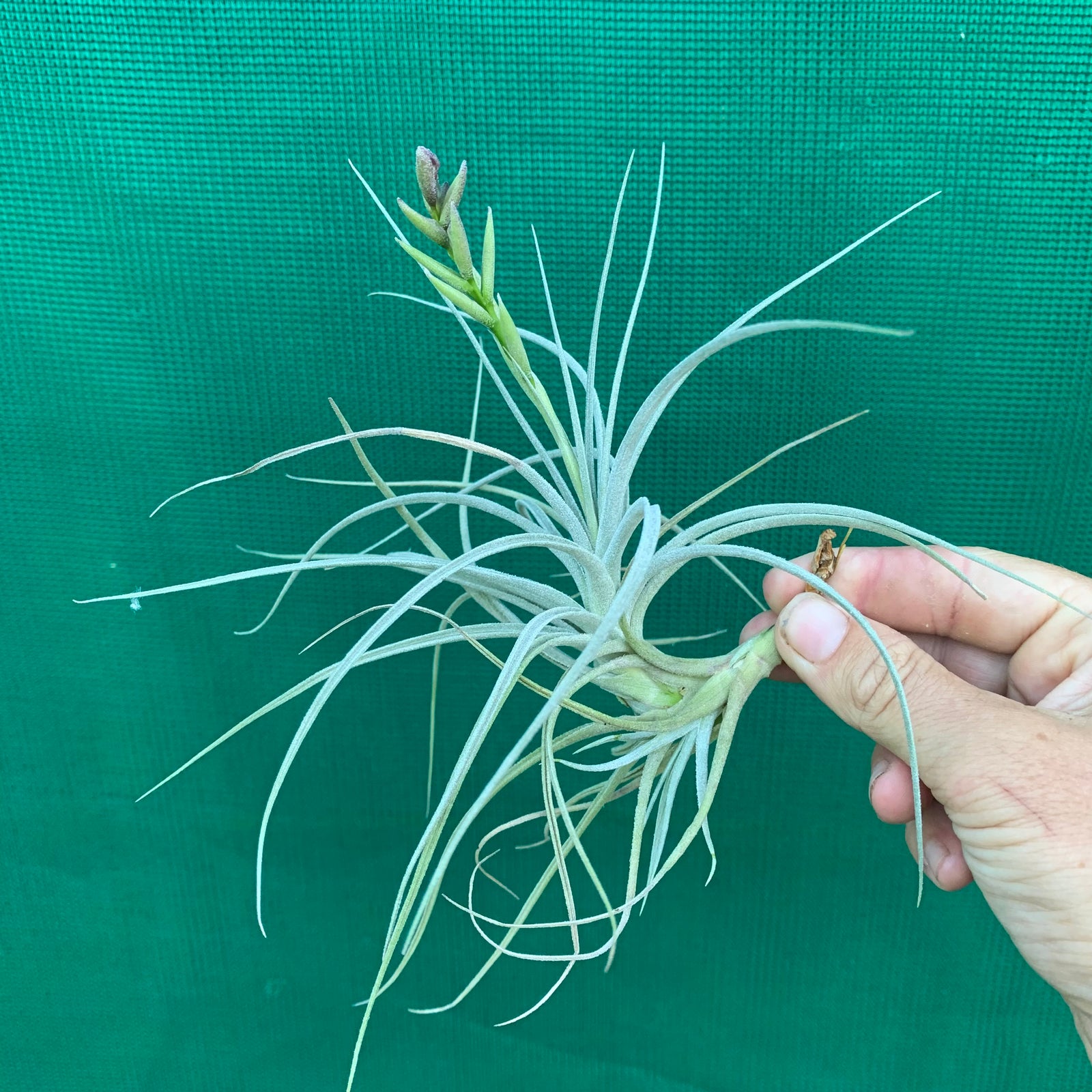 Tillandsia - Glen Echo ex. PB