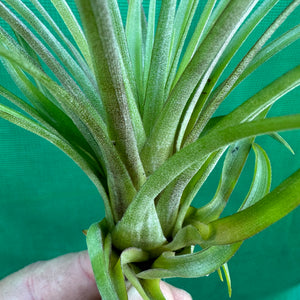 Tillandsia - chlorophylla ‘Small Form’ ex. PT