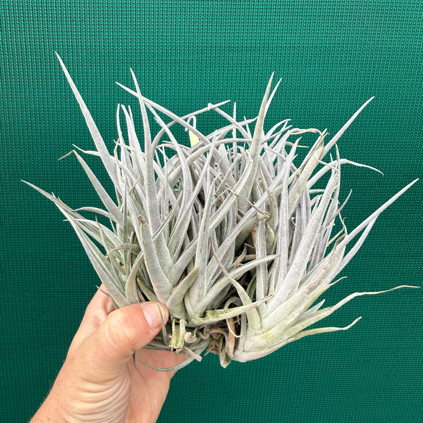 Tillandsia subsecundifolia x jonesii (Mature Clump) NEW