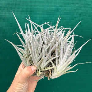 Tillandsia subsecundifolia x jonesii (Mature Clump) NEW