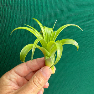 Tillandsia - Kandanga ex. HN NEW
