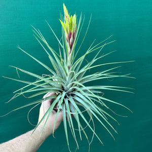 Tillandsia - fasciculata ‘Purple’ ex. BD NEW