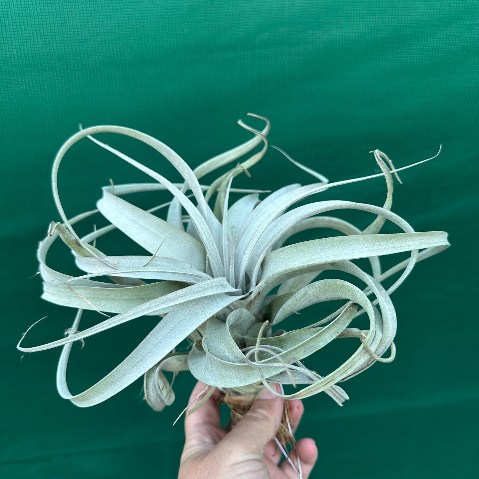 Tillandsia - xerographica