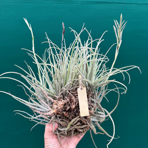 Tillandsia streptocarpa ‘Bak’ (Mature Clump) NEW