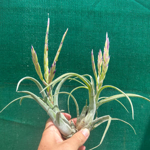 Tillandsia - caput-medusae ex. BH