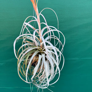 Tillandsia - Silver Queen ex. OM NEW