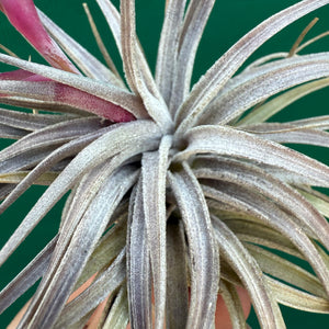 Tillandsia - Rosy Gem NEW