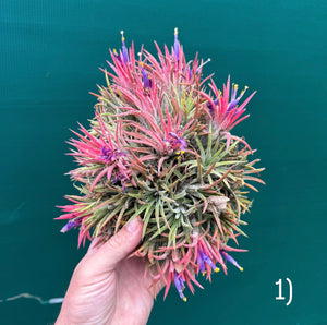 Tillandsia ionantha ‘BOE1593’ (Mature Clump)