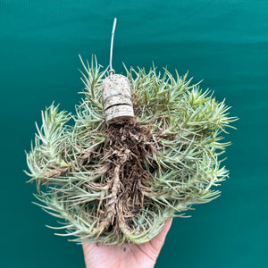 Tillandsia cocoensis (Mature Clump) NEW