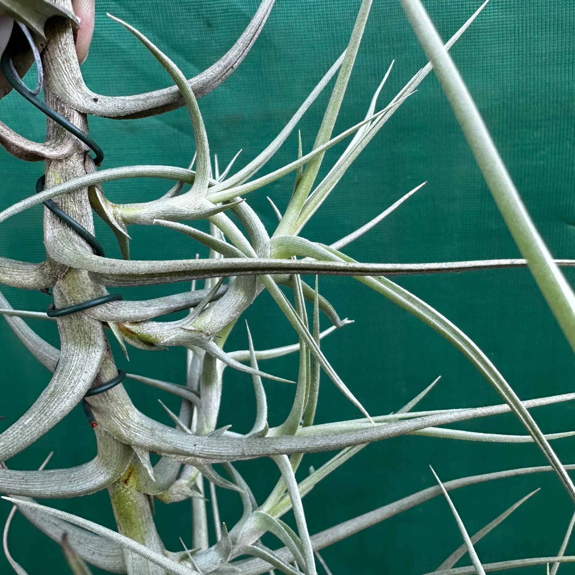 Tillandsia supurengeliana Tillandsia sprengeliana (Coastal Form