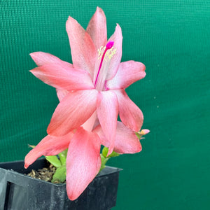 Zygocactus Blazing Fantasy