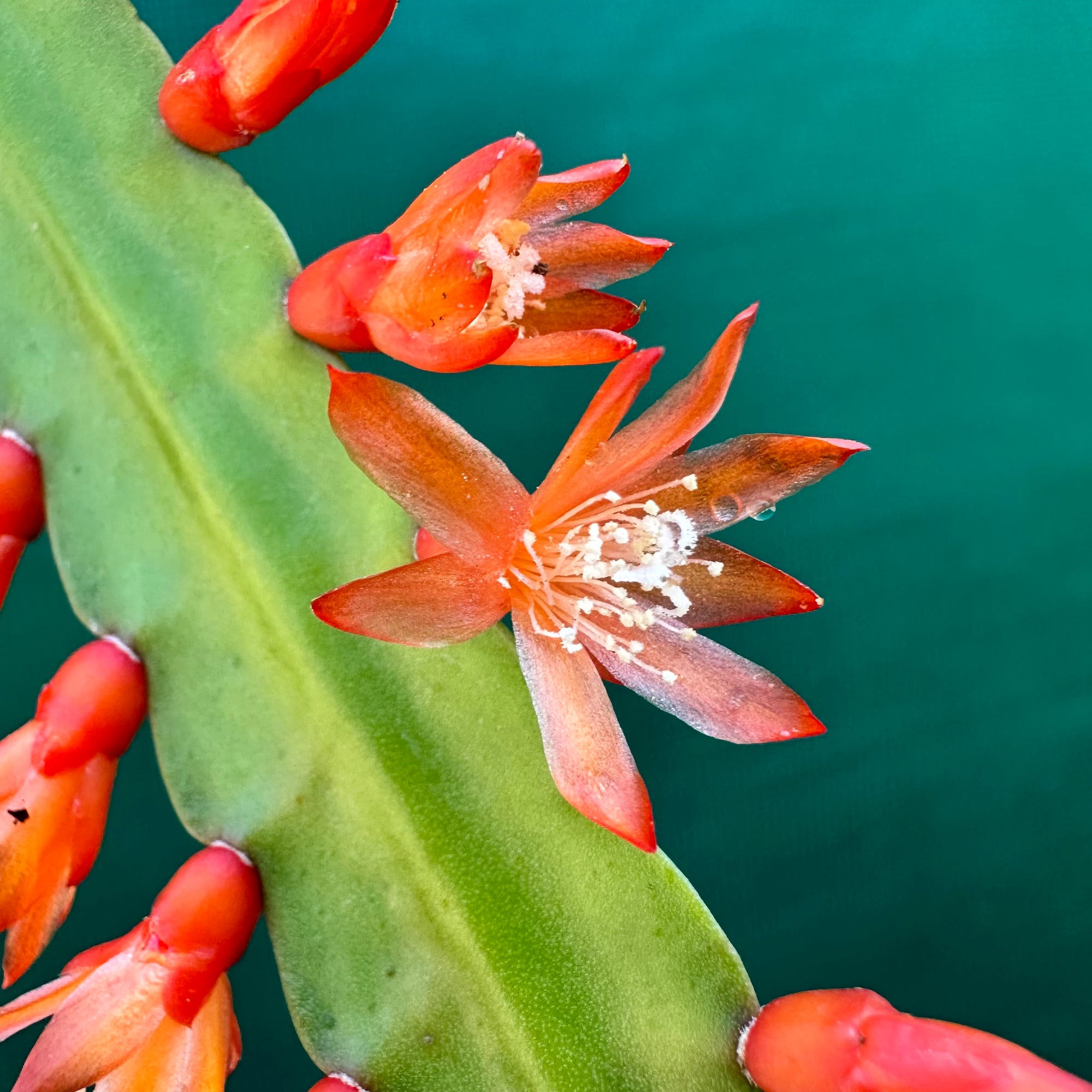 Lepismium monacanthum ssp. Espinosa