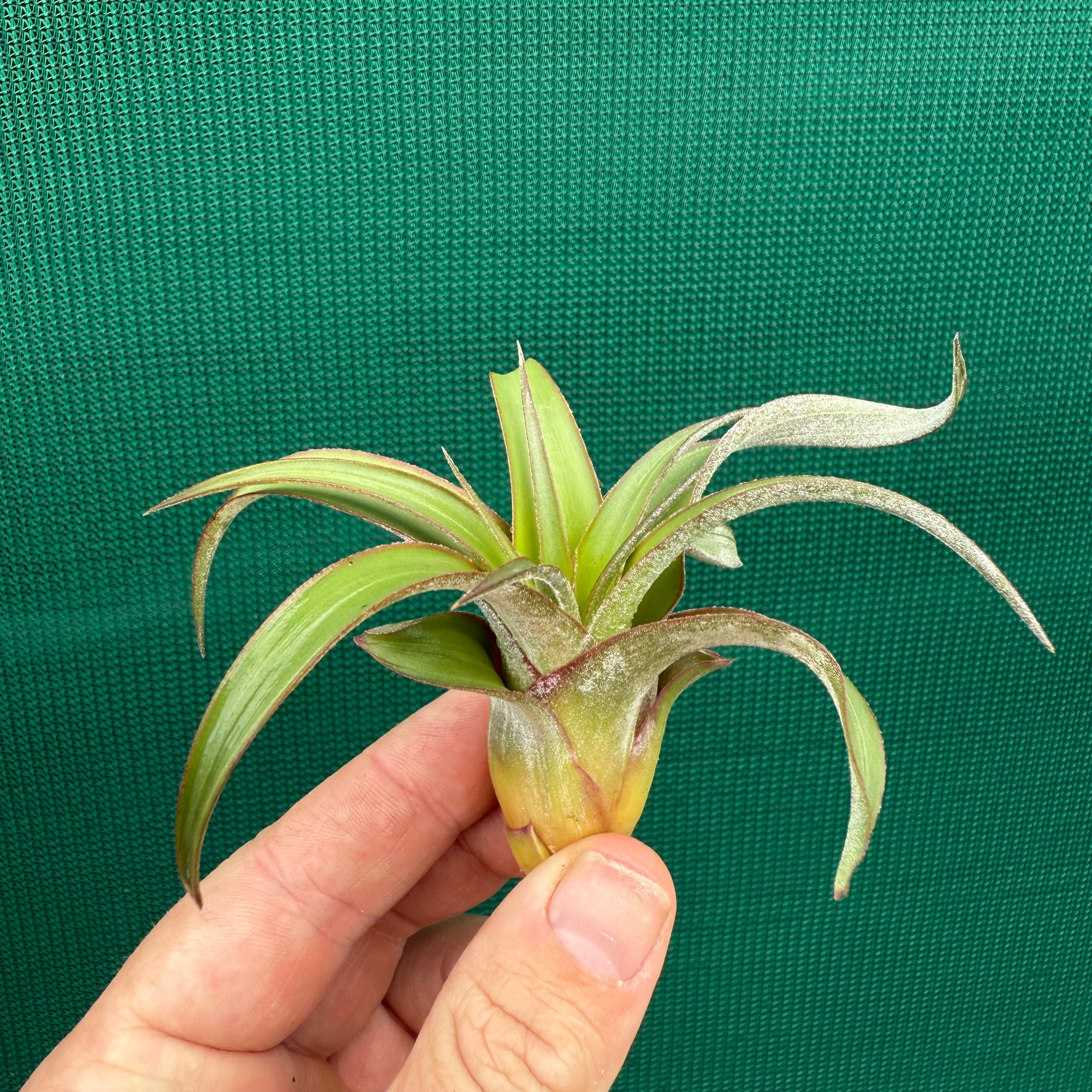 Tillandsia - streptophylla x rhomboidea ex. BG