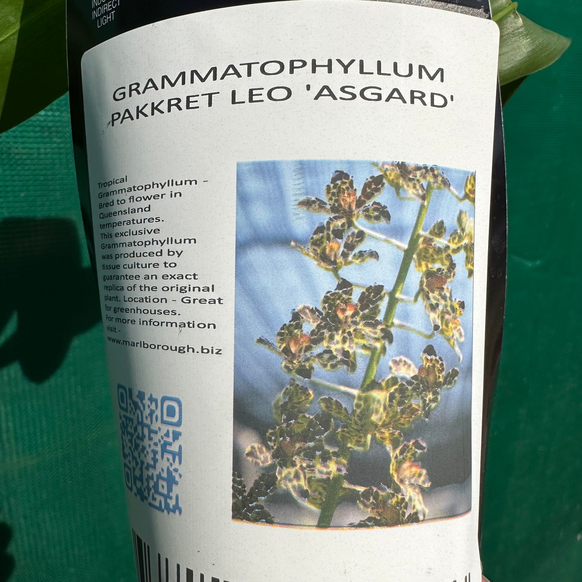 Orchid - Gram. Pakkret Leo ‘Asgard’