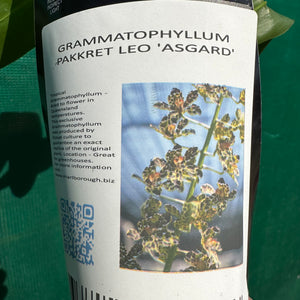 Orchid - Gram. Pakkret Leo ‘Asgard’