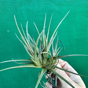 Tillandsia - zecheri var. Cafayatensis ex. IH