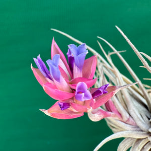 Tillandsia - Rosy Gem NEW