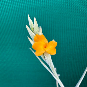 Tillandsia - caliginosa x crocata ex. CC (Fragrant)