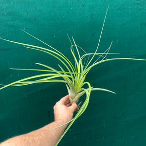 Tillandsia - Bob’s Amigo ex. GK
