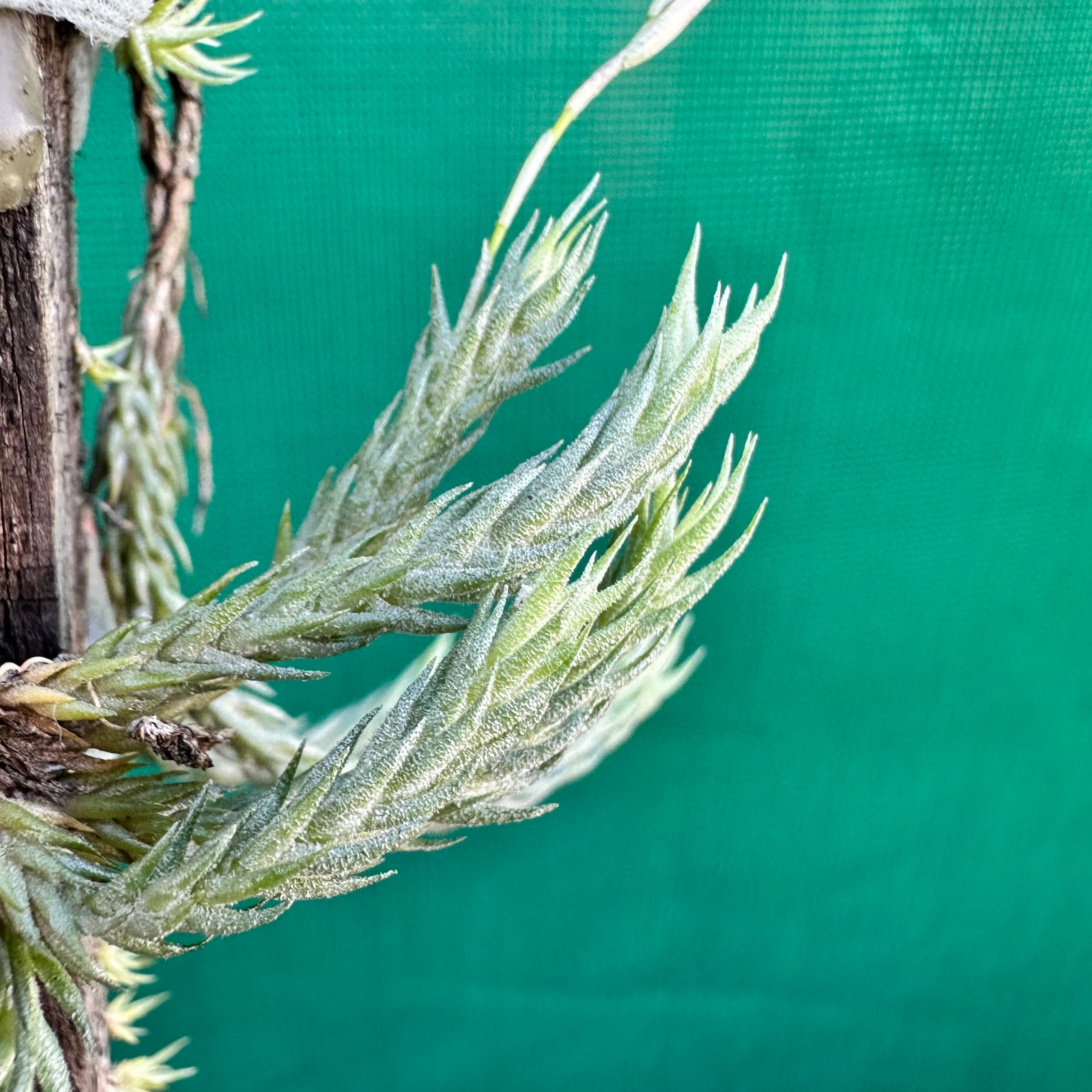 Tillandsia - tricholepsis ‘Rope’ ex. Gruber