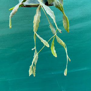 Rhipsalis oblonga - R19