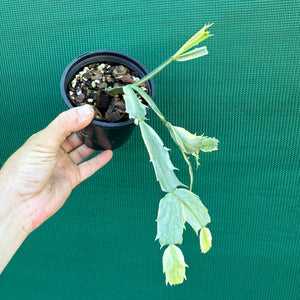 Zygocactus Variegated NEW