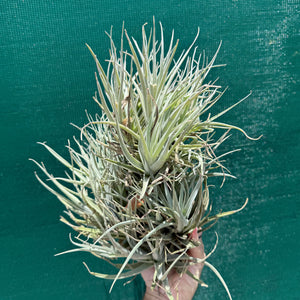 Tillandsia leonamiana ‘Brent’ (Mature Clump) NEW