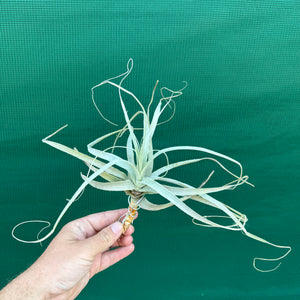 Tillandsia - straminea (Fragrant) NEW