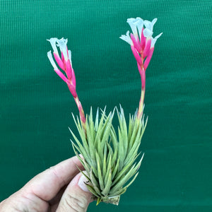 Tillandsia - Dennis ex. RFI NEW