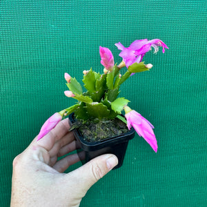 Zygocactus Dutch Pink