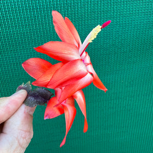 Zygocactus Sunburst Fantasy