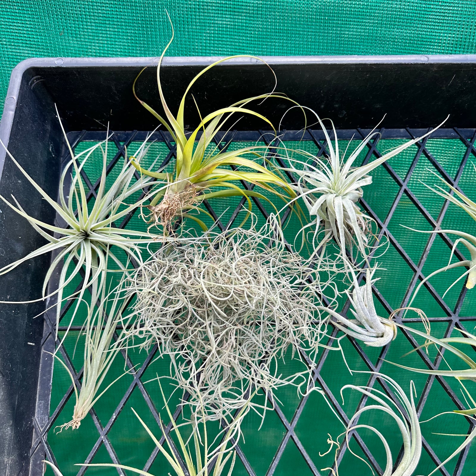 Beginner Gift Pack (12 Tillandsia)