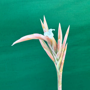 Tillandsia - rosacea ex. LH NEW