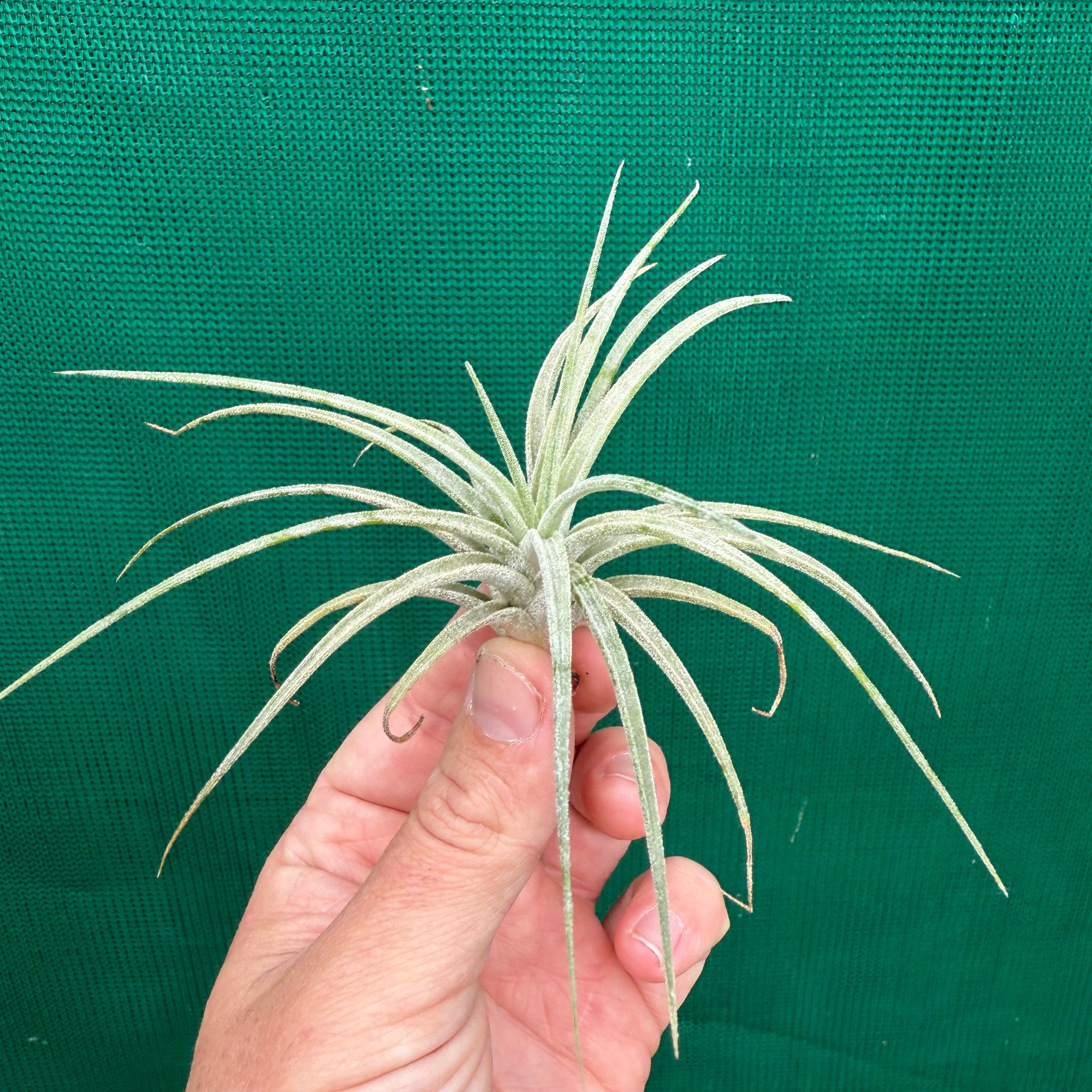 Tillandsia - Silver Surprise NEW
