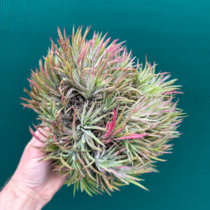 Tillandsia ionantha ‘BOE1593’ (Mature Clump) NEW