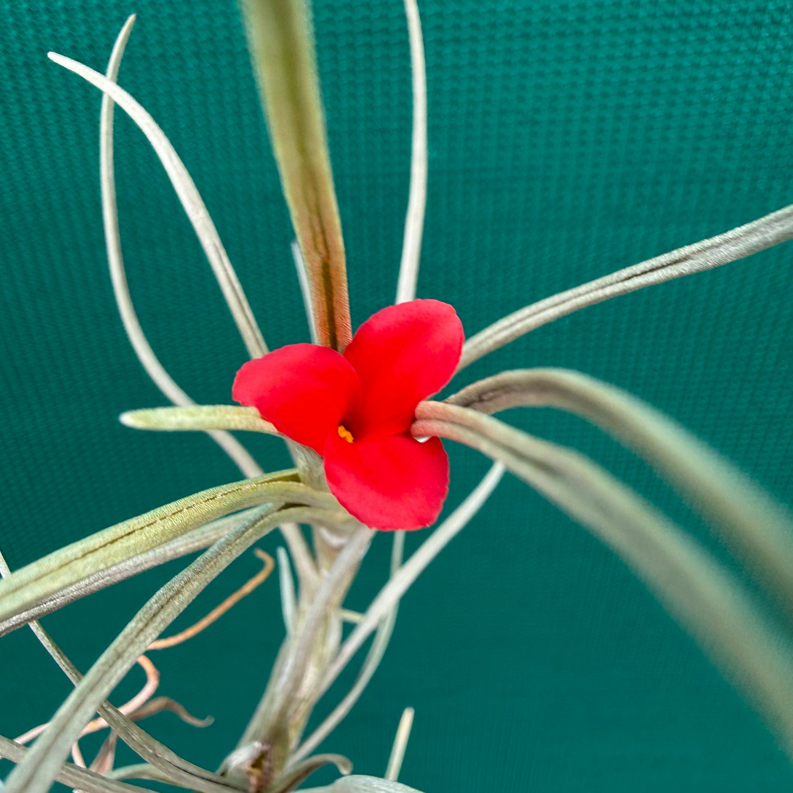 Tillandsia - albertiana ex. CC