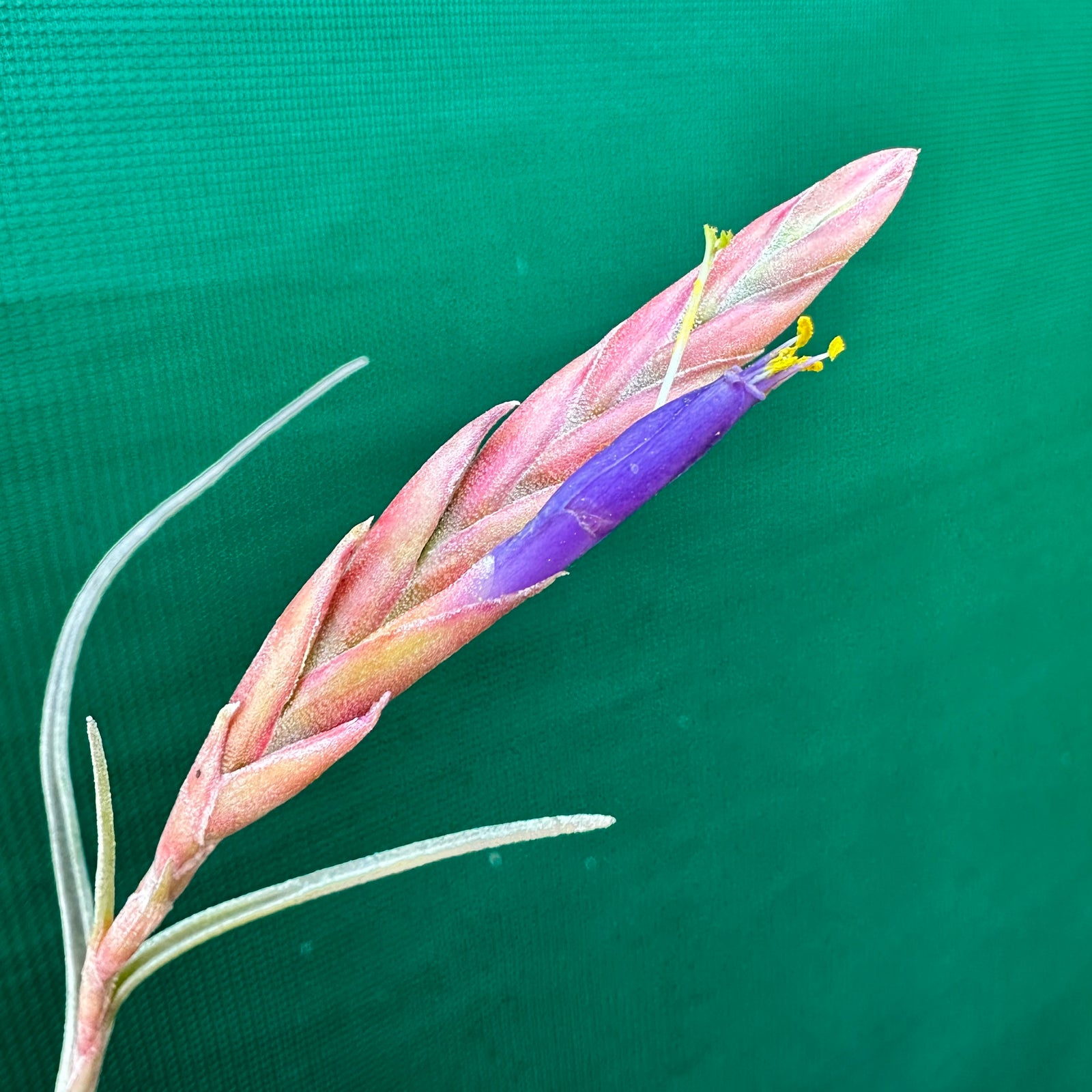 Tillandsia - baileyi