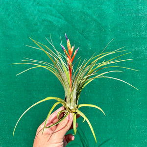 Tillandsia - chlorophylla ‘Small Form’ ex. PT